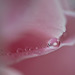 Softly pink - waterdrops on petals