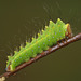 Japanese Oak Silkmoth (Antheraea yamamai) caterpillar 3rd instar
