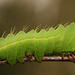 Japanese Oak Silkmoth (Antheraea yamamai) caterpillar, 4th instar