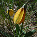 Yellow Bells / Fritillaria pudica