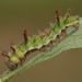 Southern White Admiral (Limenitis reducta) caterpillar