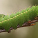 Japanese Oak Silkmoth (Antheraea yamamai) caterpillar, 5th instar