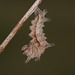 Southern White Admiral (Limenitis reducta) caterpillar