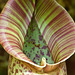 Mouth of a Pitcher Plant
