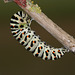 European Swallowtail (Papilio machaon gorganus) larva pupating (1)