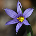 Blue-eyed Grass / Sisyrinchium montanum