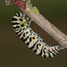 European Swallowtail (Papilio machaon gorganus) larva pupating (2)