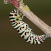 European Swallowtail (Papilio machaon gorganus) larva pupating (3)