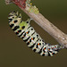 European Swallowtail (Papilio machaon gorganus) larva pupating (4)