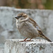 Being "just" a House Sparrow