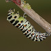 European Swallowtail (Papilio machaon gorganus) larva pupating (5)