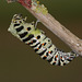 European Swallowtail (Papilio machaon gorganus) larva pupating (6)