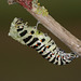 European Swallowtail (Papilio machaon gorganus) larva pupating (7)