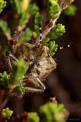 Shieldbug, Dolycoris baccarum (Sloe Bug)