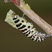 European Swallowtail (Papilio machaon gorganus) larva pupating (8)