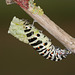 European Swallowtail (Papilio machaon gorganus) larva pupating (9)