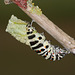 European Swallowtail (Papilio machaon gorganus) larva pupating (10)