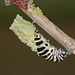 European Swallowtail (Papilio machaon gorganus) larva pupating (11)