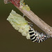 European Swallowtail (Papilio machaon gorganus) larva pupating (12)
