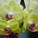 Orchid beauty