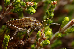 Shieldbug, Dolycoris baccarum (Sloe Bug)