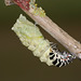 European Swallowtail (Papilio machaon gorganus) larva pupating (13)