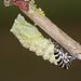 European Swallowtail (Papilio machaon gorganus) larva pupating (14)