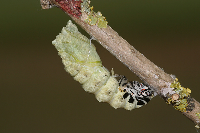 European Swallowtail (Papilio machaon gorganus) larva pupating (15)