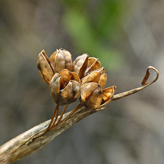 Blue-eyed grass seedpods