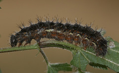 Painted Lady caterpillar