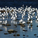 Gulls, gulls and more gulls