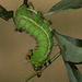 Chinese moon moth (Actias selene ningboana) caterpillar