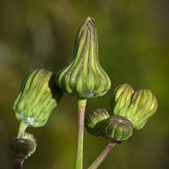 Sowthistle buds