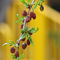 Unknown berries