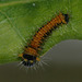 Antheraea frithi caterpillar, 1st instar.