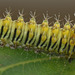 Antheraea frithi caterpillar, 1st instar
