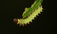 Antheraea frithi caterpillar, 2nd instar