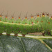 Antheraea frithi caterpillar, 3rd instar