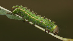 Antheraea frithi caterpillar, 4th instar