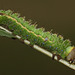 Antheraea frithi caterpillar, 4th instar