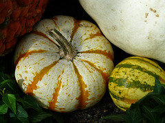 The pumpkin month