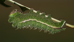 Antheraea frithi caterpillar, 5th instar