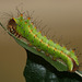 Chinese Oak Silkmoth (Antheraea pernyi) caterpillar, 2nd or 3rd instar