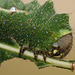 Antheraea frithi caterpillar, 5th instar