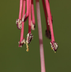 Fuchsia stamens
