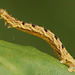 Golden-rod Pug moth (Eupithecia virgaureata) caterpillar