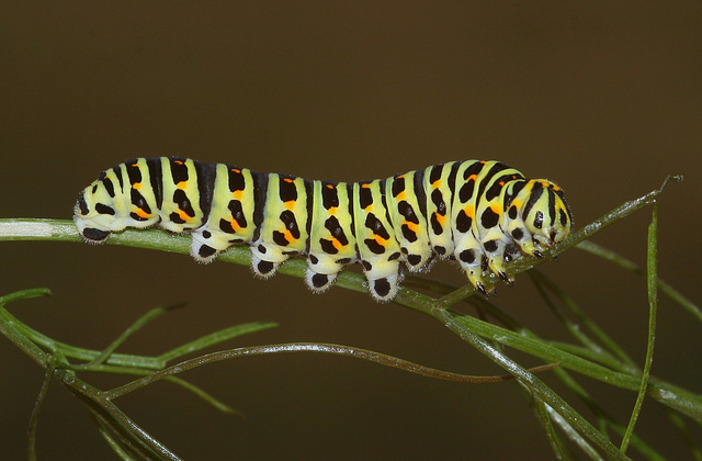 English Swallowtail (Papilio machaon britannicus) caterpillar, final instar