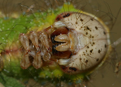 Chinese Oak Silkmoth (Antheraea pernyi) caterpillar head