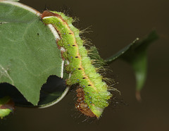 Chinese Oak Silkmoth (Antheraea pernyi) caterpillar, 3rd or 4th instar