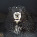 Vancouver Island Marmot / Marmota vancouverensis